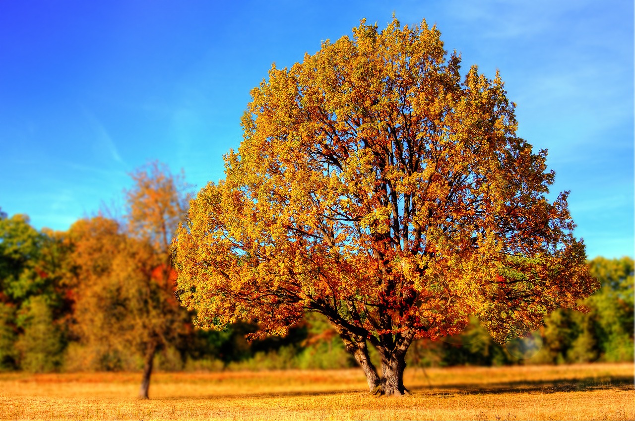 Jesenný_strom
