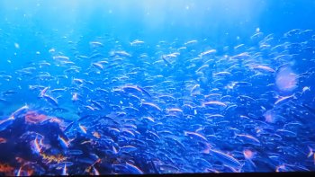 Účasť žiakov na podujatí – Prezentácia krajiny Ekvádor